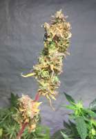 Paisa Grow Seeds Tangelato - ein Foto von losorolo