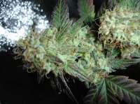 Panacea Medical Seeds Solomons Herb - ein Foto von x4opiate