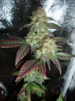 Panacea Medical Seeds Solomons Herb - ein Foto von x4opiate