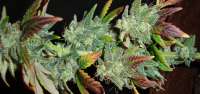 Panacea Medical Seeds Solomons Herb - ein Foto von x4opiate