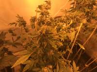 Paradise Seeds Acid - ein Foto von greyfox