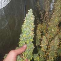 Bild von SmokeKingKush (Auto Jack)