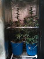 Paradise Seeds Auto Whiteberry - ein Foto von dbrn84