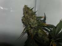 Paradise Seeds Delahaze - ein Foto von truare