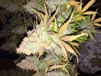 Paradise Seeds Delahaze - ein Foto von Fluffyhead22