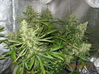 Paradise Seeds Delahaze - ein Foto von guerillagrower