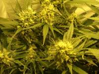 Paradise Seeds Durga Mata II CBD - ein Foto von HansGruber