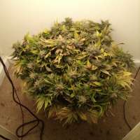 Paradise Seeds Dutch Dragon - ein Foto von Paradise75