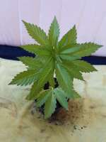 Paradise Seeds Dutch Dragon - ein Foto von mrnicex