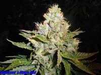 Bild von HighSeed [Magic Bud]