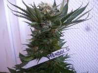 Paradise Seeds Mendocino Skunk - ein Foto von merlin