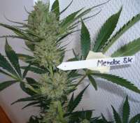 Bild von merlin (Mendocino Skunk)