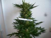 Paradise Seeds Mendocino Skunk - ein Foto von merlin