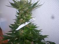 Paradise Seeds Mendocino Skunk - ein Foto von merlin