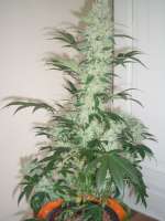 Paradise Seeds Opium - ein Foto von Dopeclown