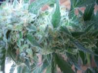 Paradise Seeds Opium - ein Foto von Dopeclown