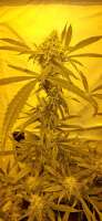 Paradise Seeds Sensi Star - ein Foto von Weed420Haze