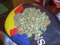 Paradise Seeds Sensi Star - ein Foto von Roadkill420