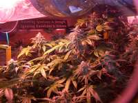 Paradise Seeds Sheherazade - ein Foto von admin