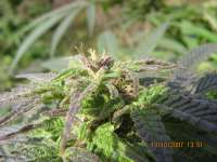 Paradise Seeds Sugar Babe - ein Foto von guerillagrower