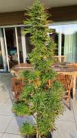 Paradise Seeds Sweet Purple - ein Foto von cannastar