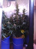 Paradise Seeds Vertigo - ein Foto von dbrn84