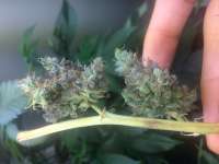 Pheno Finder Seeds Sunset - ein Foto von LemiAten