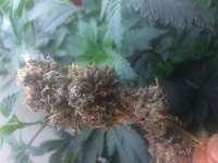 Pheno Finder Seeds Sunset - ein Foto von LemiAten