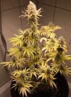 Philosopher Seeds Black Bomb - ein Foto von Endhorst