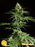 Philosopher Seeds Cheesy Auto - ein Foto von CorreJoe