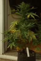 Philosopher Seeds Fraggle Skunk Auto - ein Foto von hermantrage