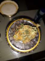 Philosopher Seeds Lemon OG Candy - ein Foto von SharleyDank