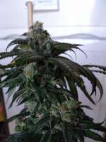 Philosopher Seeds SuperJuani - ein Foto von Loveweed