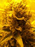 Philosopher Seeds SweetLove - ein Foto von loveweed27