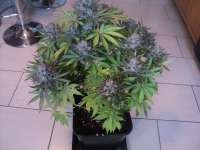 Philosopher Seeds SweetLove - ein Foto von loveweed27