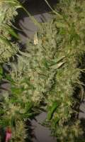 Plantamaster Seeds Sweet Tooth - ein Foto von ironman