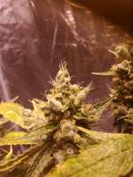 Plantformers Mrx Kush - ein Foto von Djohnloveweed