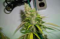 Positronics Caramelice - ein Foto von MaxYield