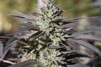 Primordial Beanz Purple Kush '68 IBL - ein Foto von newtburnz