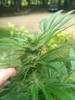 Pure Michigan Genetics Strobe Light - ein Foto von debifoote