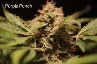 Purple Caper Seeds Purple Punch - ein Foto von Lennie