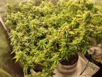 Pyramid Seeds Alpujarrena - ein Foto von Parit