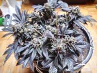 Pyramid Seeds Anesthesia - ein Foto von Mousebeaver