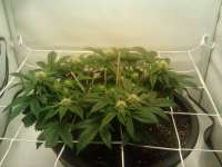 Pyramid Seeds Anesthesia - ein Foto von Mousebeaver