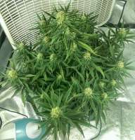 Pyramid Seeds Auto Blue Pyramid - ein Foto von Iggyd