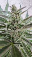 Pyramid Seeds Auto New York City - ein Foto von Padbabs