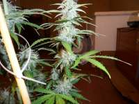 Bild von pippypops (Auto Northern Lights)