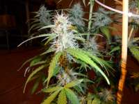 Bild von pippypops (Auto Northern Lights)