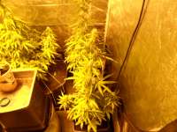 Bild von pippypops (Auto Northern Lights)