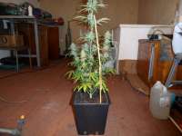 Bild von pippypops (Auto Northern Lights)